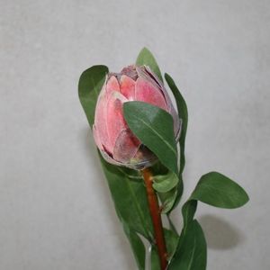 Protea Queen rosa kuenstl. 