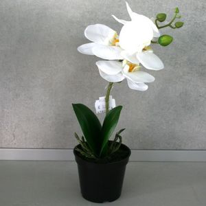 Orchidee weiß