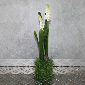 Muscari Bauernblümchen 