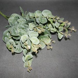 Eukalyptuszweig grün